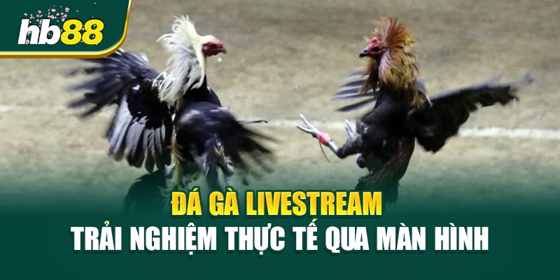 Đá Gà Livestream – Trải Nghiệm Thực Tế Qua Màn Hình